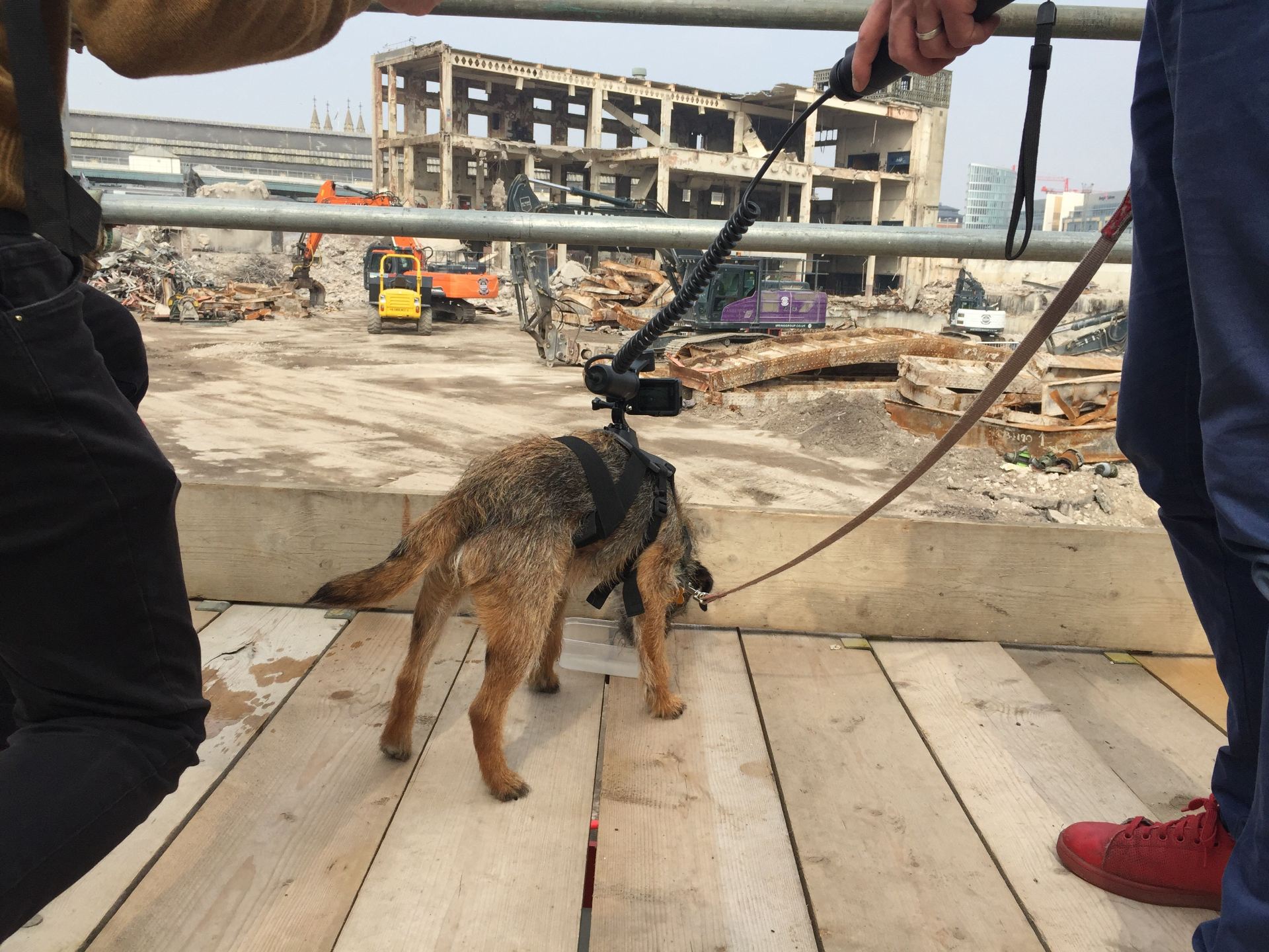 Dog with camera on his back, at the site of the new University campus
